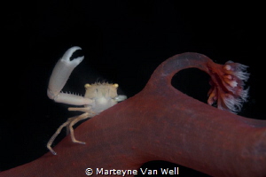 Porecelain Crab on Soft Coral by Marteyne Van Well 